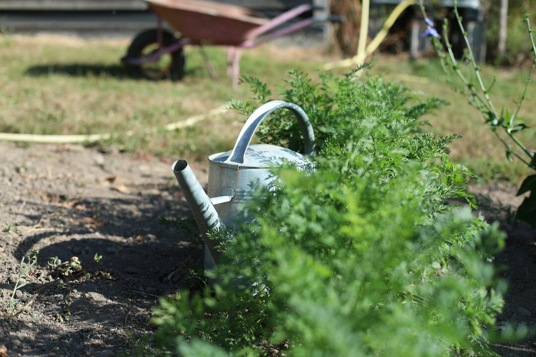 elderly woman gardening in backyard